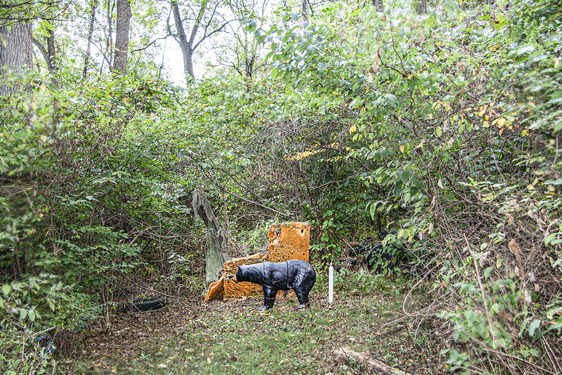 Bear1