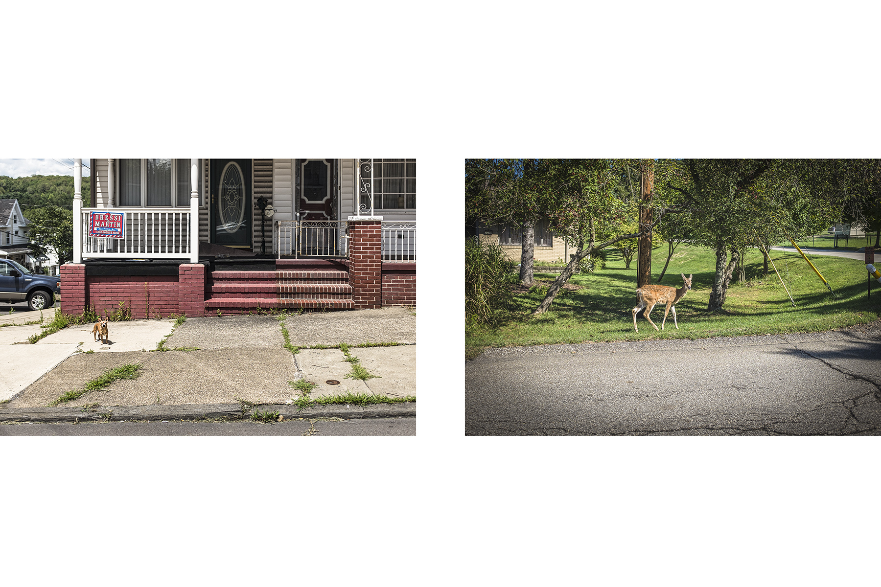 Chico_Deer
